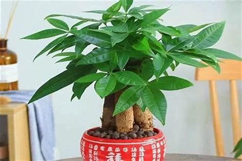 风水植物有哪些|公认的10种风水植物，放家里运势“旺旺旺”，恰好我都养过